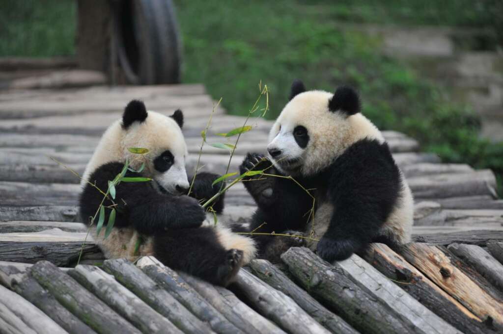 Pandat Ähtärin eläinpuistossa